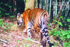 Đạp mây Pù Mát, “săn” hổ Đông Dương