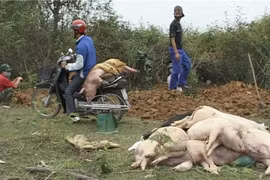 Tiêu hủy 500 con lợn chết vì dịch tai xanh