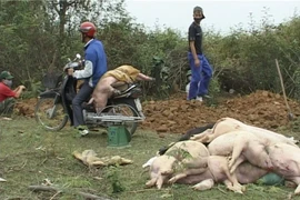 Tiêu hủy 500 con lợn chết vì dịch tai xanh