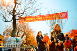 Ngàn hoa khoe sắc dưới ánh đèn