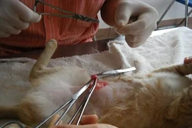  “Bệnh viện” cho gia súc, gia cầm