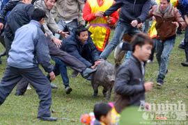 Cuộc “săn” ông hắc heo ở Hà Thạch