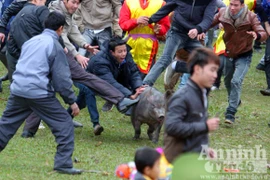 Cuộc “săn” ông hắc heo ở Hà Thạch