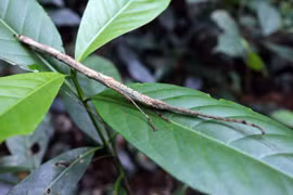 Màn hóa trang tài tình của thiên nhiên