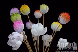 Có một loài sen nở mà khó tàn phai