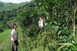 Tin đồn thất thiệt, biến nông trường chè đặc sản thành rừng hoang