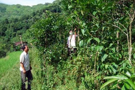 Tin đồn thất thiệt, biến nông trường chè đặc sản thành rừng hoang