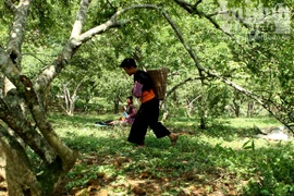 Ngày mùa trong vườn mận ở Loóng Luông