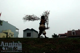 Hai "cơn lốc" trong một thú chơi đào xuân