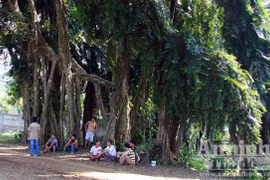 Mục sở thị cây sanh “ma làng” có 54 chân đại thụ