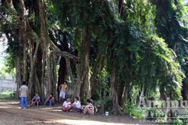 Mục sở thị cây sanh “ma làng” có 54 chân đại thụ