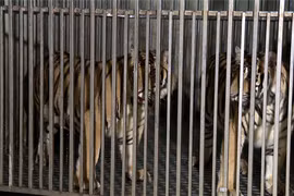 Khởi tố đối tượng nuôi, nhốt trái phép 2 cá thể hổ