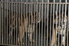 Khởi tố đối tượng nuôi, nhốt trái phép 2 cá thể hổ