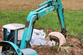 Phát hiện 3 mẫu thịt lợn tại lò mổ nhiễm virus dịch tả 