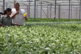 Tận mắt xem kỹ thuật trồng rau không cần đất