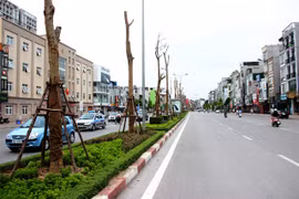 Hà Nội trồng Phượng Vĩ trên dải phân cách giữa nhiều tuyến phố