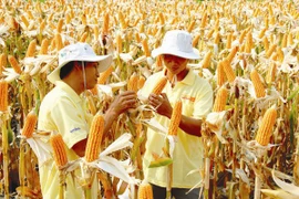 107 học giả đạt giải Nobel phản đối chiến dịch chống cây trồng biến đổi gen