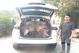 Truy nguồn bộ da báo hoa mai xuất hiện trên xe ô tô Mazda CX5