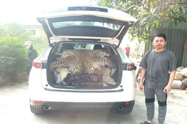 Truy nguồn bộ da báo hoa mai xuất hiện trên xe ô tô Mazda CX5