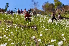 Phối hợp phá hủy gần 70ha diện tích trồng cây thuốc phiện trái phép