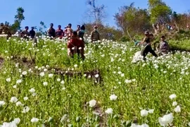 Phối hợp phá hủy gần 70ha diện tích trồng cây thuốc phiện trái phép