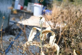 Độc tố cực mạnh từ chất thải của công xưởng ma túy tại Khánh Hòa khiến cây cối chết khô