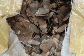 Phát hiện, thu giữ gần 1 tấn vảy tê tê