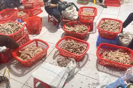 Phát hiện gần 4 tấn chân gà và xúc xích không rõ nguồn gốc 