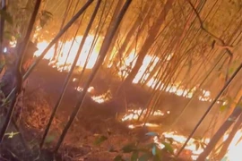 Cháy rừng tự nhiên tại Khe Rỗ, tỉnh Bắc Giang