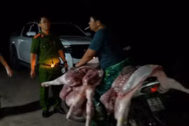 Công an Hà Nội triệt phá đường dây giết mổ, tiêu thụ thịt lợn nhiễm dịch tả châu Phi