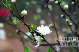 Bạch đào khoe sắc tinh khiết đón xuân