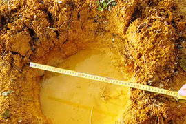 Voi rừng phá vườn nhà dân giữa đêm