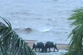 Ảnh hưởng cơn bão số 3 tại Hải Phòng