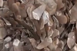 Bắt giữ 1,4 tấn vẩy tê tê