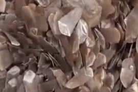 Bắt giữ 1,4 tấn vẩy tê tê