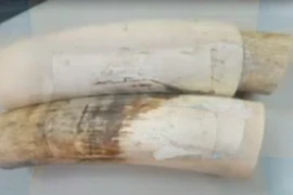 Bắt giữ 14,6kg ngà voi châu Phi vận chuyển trái phép