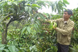 Phải đòi lại thương hiệu cà phê Buôn Ma Thuột