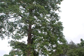 Về làng... "cây có ma"