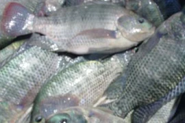 Không phải cá nào cũng tốt cho tim