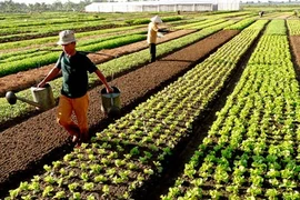 Rót vốn cho nông thôn