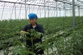 Không sợ khan hiếm rau xanh 