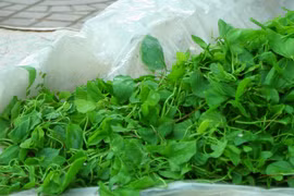 Ngược Tây Bắc, thưởng thức rau ban