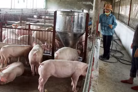 Giá thực phẩm tươi sống “lao dốc”: Mừng ít lo nhiều