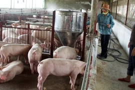 Giá thực phẩm tươi sống “lao dốc”: Mừng ít lo nhiều