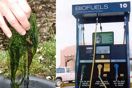 Tảo - Nguồn nhiên liệu của tương lai