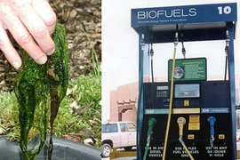 Tảo - Nguồn nhiên liệu của tương lai