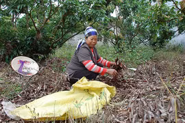 Sẽ tạm ngừng sơ chế nếu cây vải ra lộc ra hoa