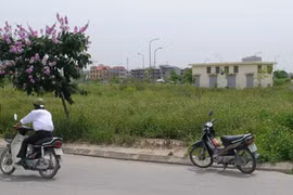 Chuyện phiếm với bò thành phố