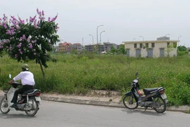 Chuyện phiếm với bò thành phố