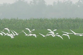 Những kẻ lãng mạn